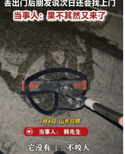 半夜上厕所撞见一条蛇，山东日照的韩先生没当回事儿，拎起来就扔到了野外。结果第二天