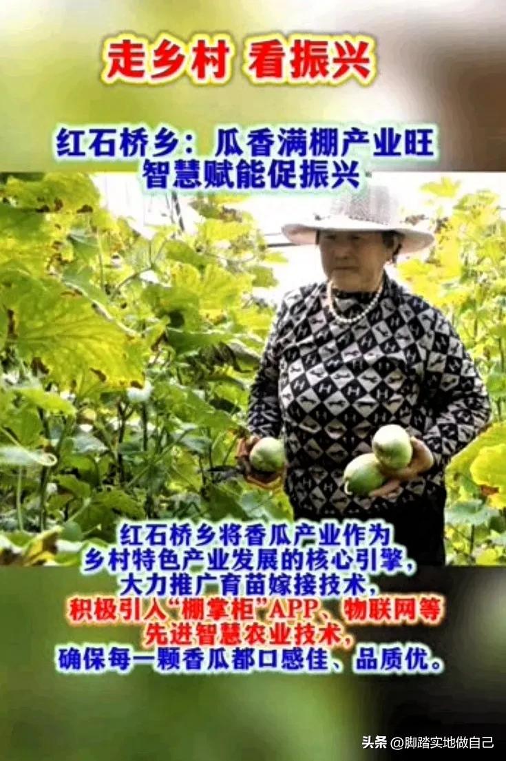 家人们！快来看看咱们榆林红石桥乡有多牛！

大棚里的香瓜都熟啦，满棚飘香，看着就