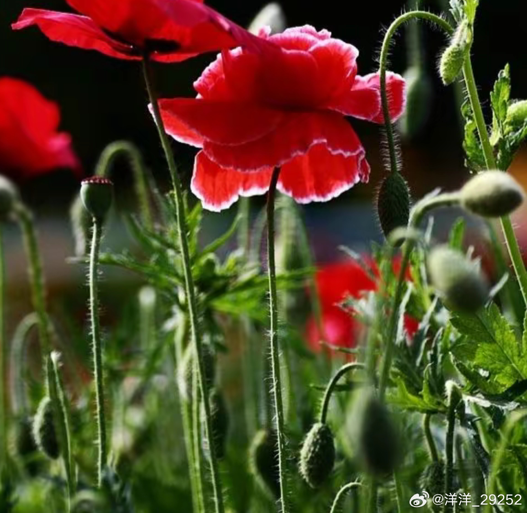 洋洋高锐～小世界、大梦想◎夏……羡不完的花蕾叹……不尽的小月芽◎当然……还有向往