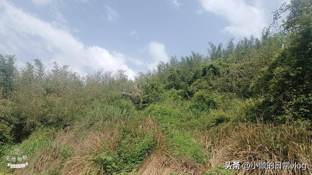 今天去祭祖了。我们这边有个老规矩：清明节当天不去，要么提前10天之内，要么推迟1