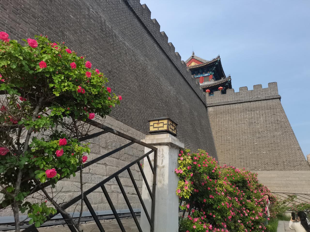 蔷薇花开
邢台角楼广场
著名的蔷薇花正是在
应时开放
花香弥漫在古城墙根
护城河