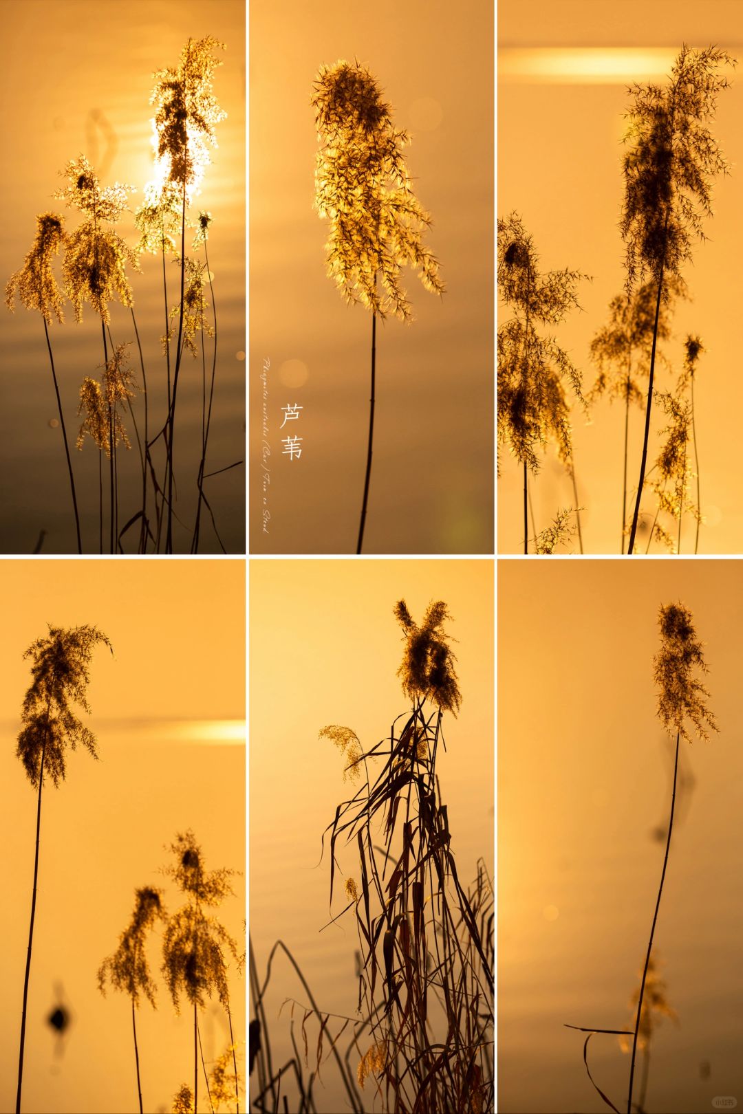 洒落的夕阳下|焦岗湖的水芦苇
