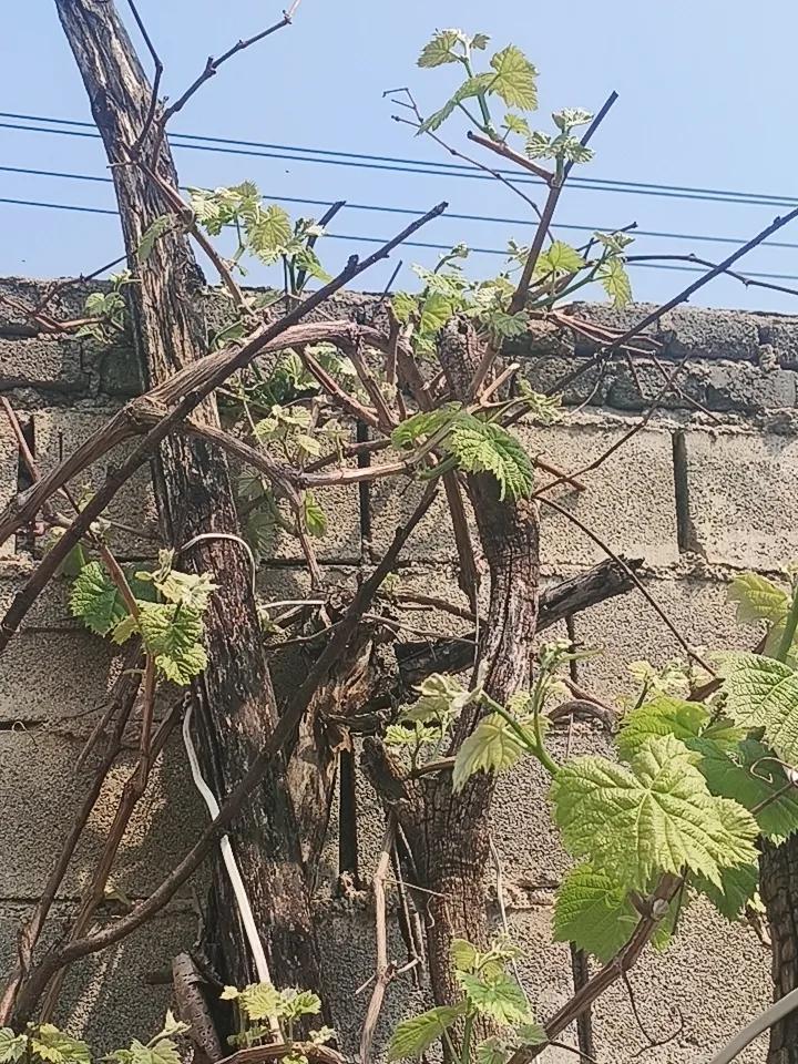 在自己的小菜园里拍摄的两株葡萄树。
前二个图片是一株，为鲜食葡萄。
后二个图片为
