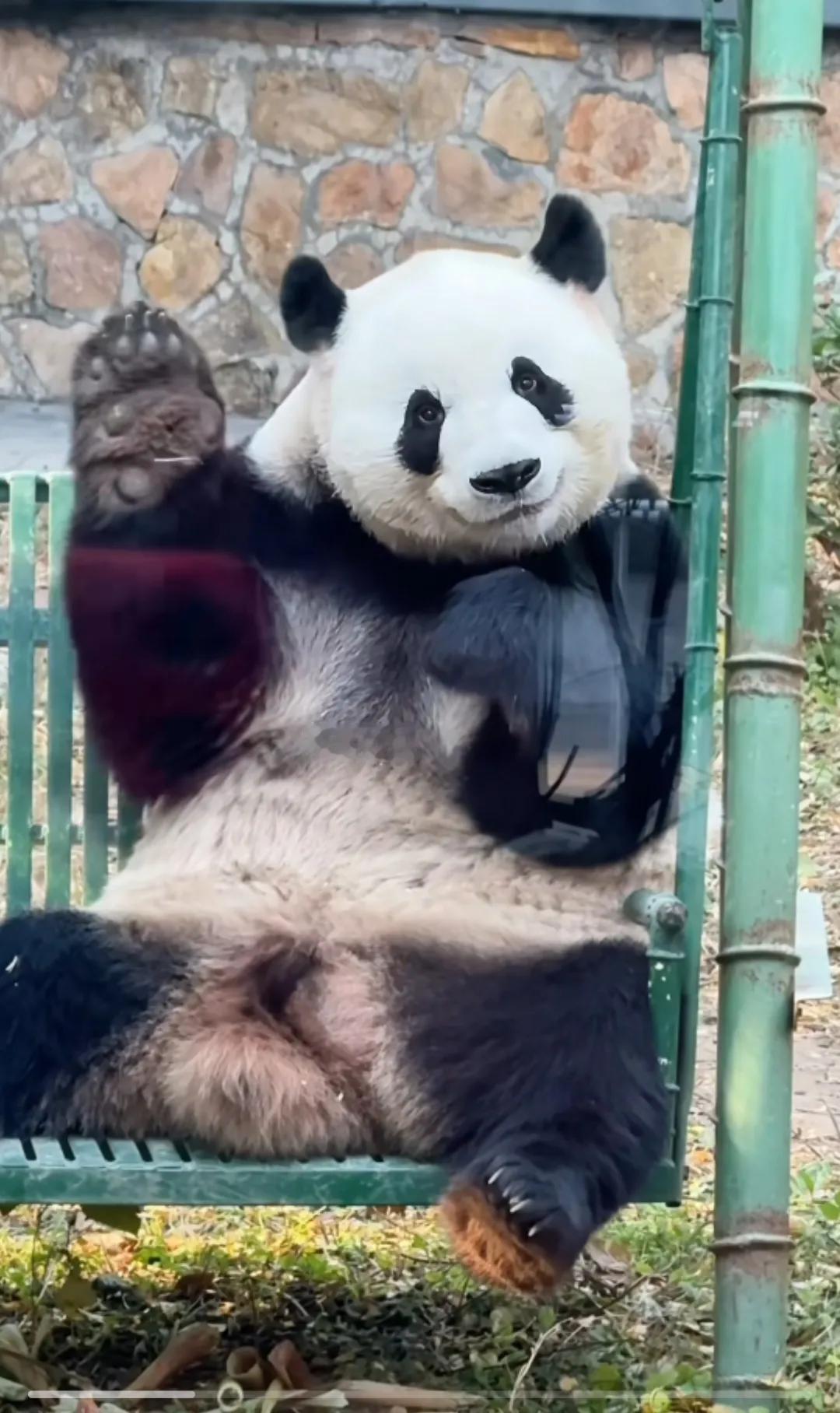 姨姨们好啊，我是么么儿！萌兰真的超会营业！
北京动物园里，粉丝尖叫声一片，各种“