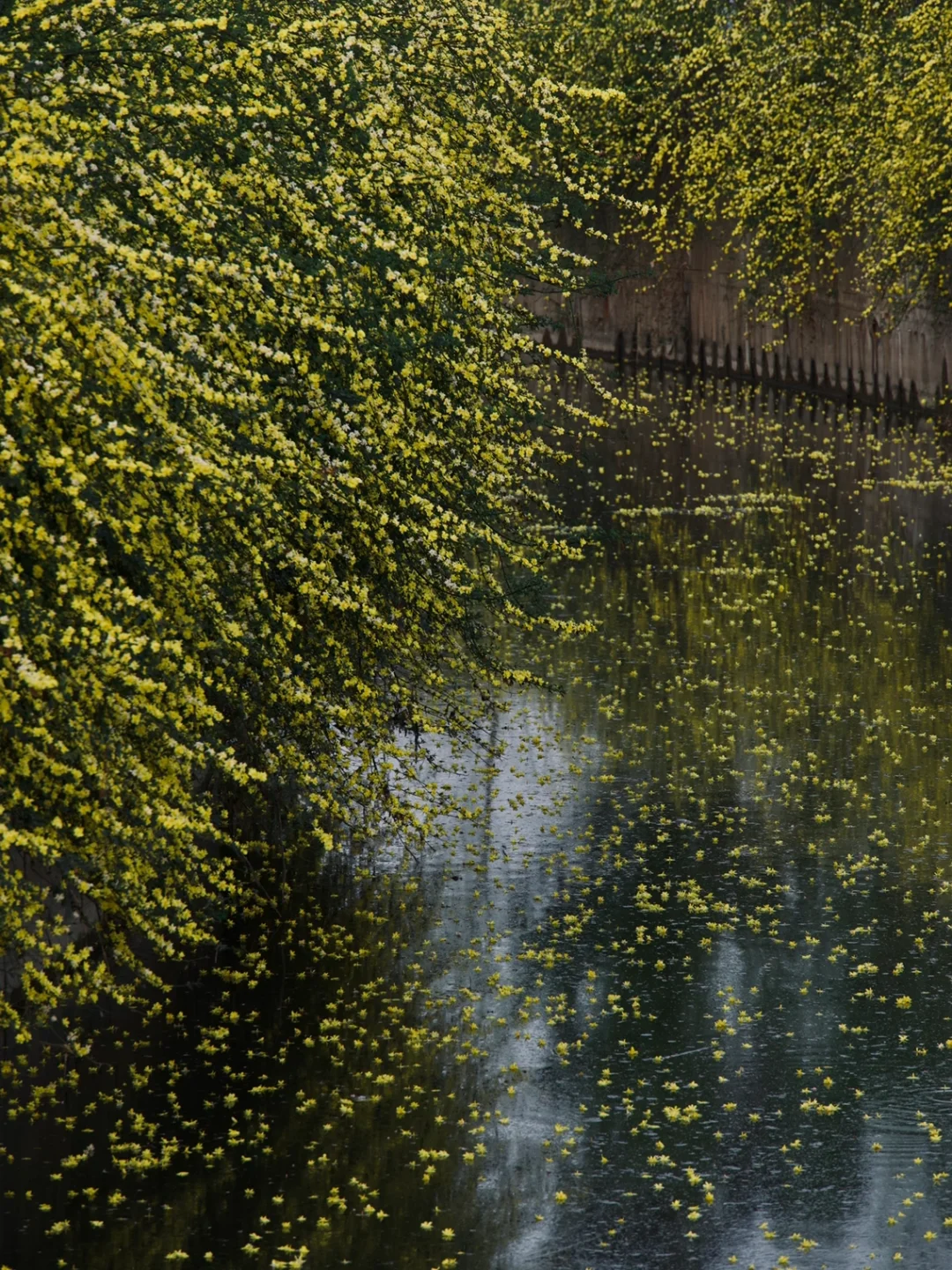这是花河吧？？？成都人少景美的小众拍照地