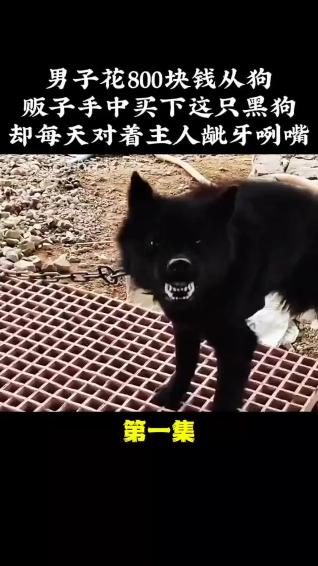 动物解说 动物的迷惑行为 万物皆有灵性 内容启发搜索