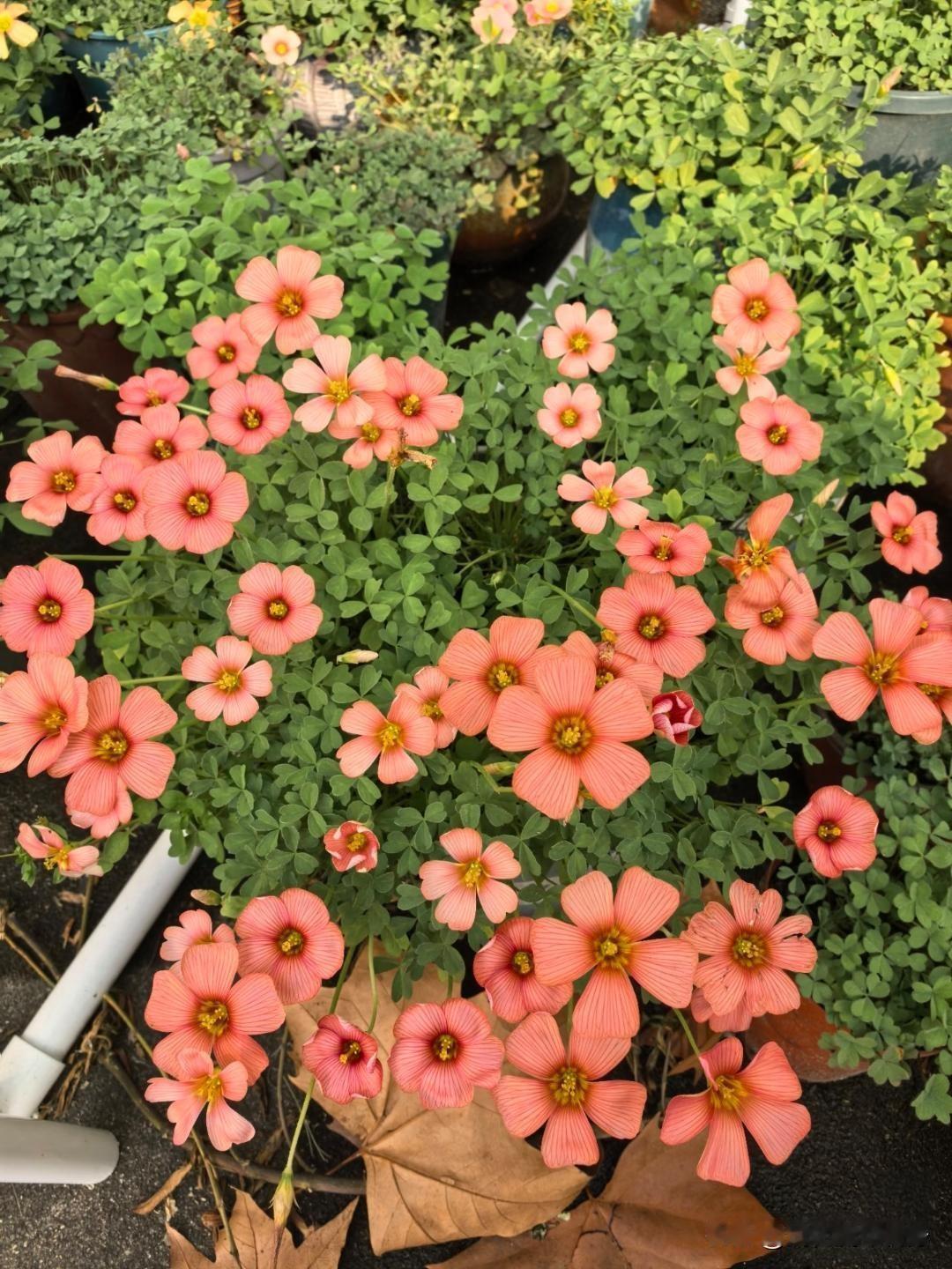 表弟每个月赚七千五，连续十年，一分不少全交给姑姑存着。姑姑总说 “妈给你攒着，将