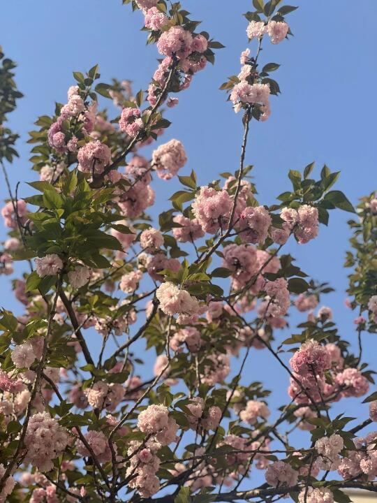 52 跑步路上的粉色惊喜 🌸🏅