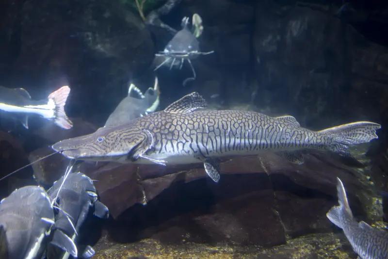 近日，罗湖海关查获一女子裙内藏229条活鱼，这事儿真是够奇葩的。海关关员发现她未