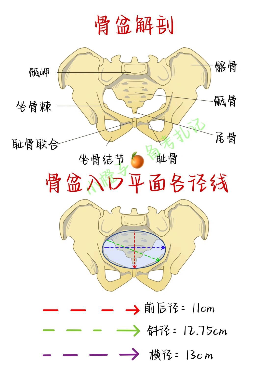 📖学习笔记｜骨盆解剖结构｜骨盆经线✅