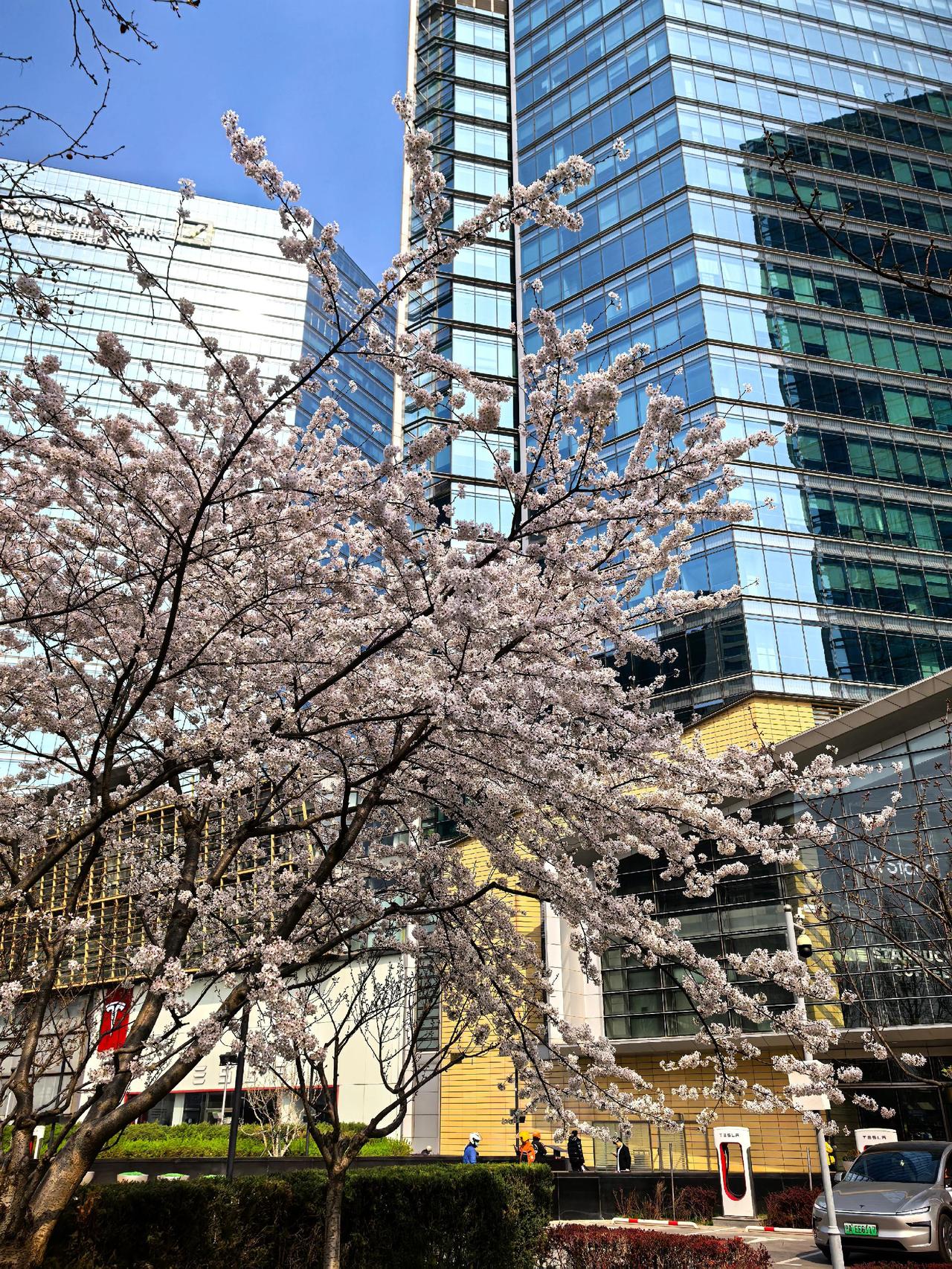 春满京城，花满楼！