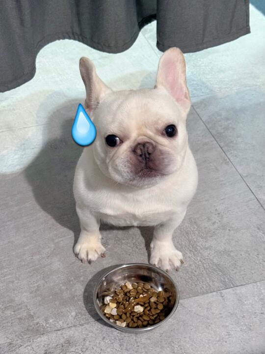 大夏天这狗粮一口都不想吃