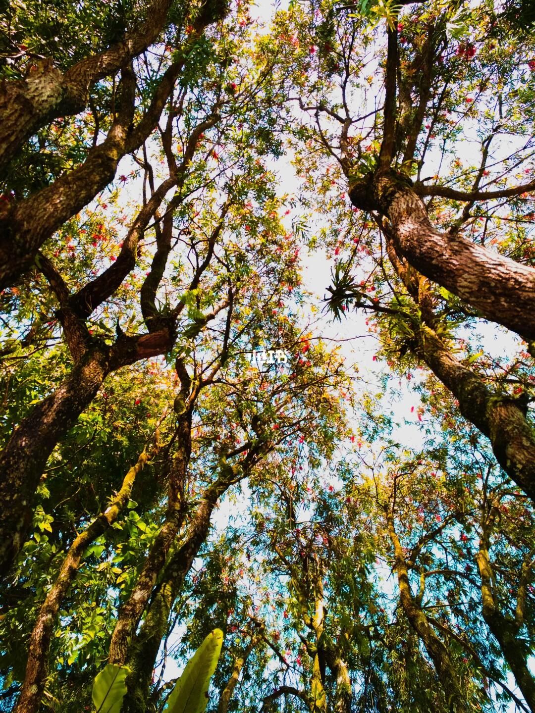 寻找同样喜欢抬头拍树的人