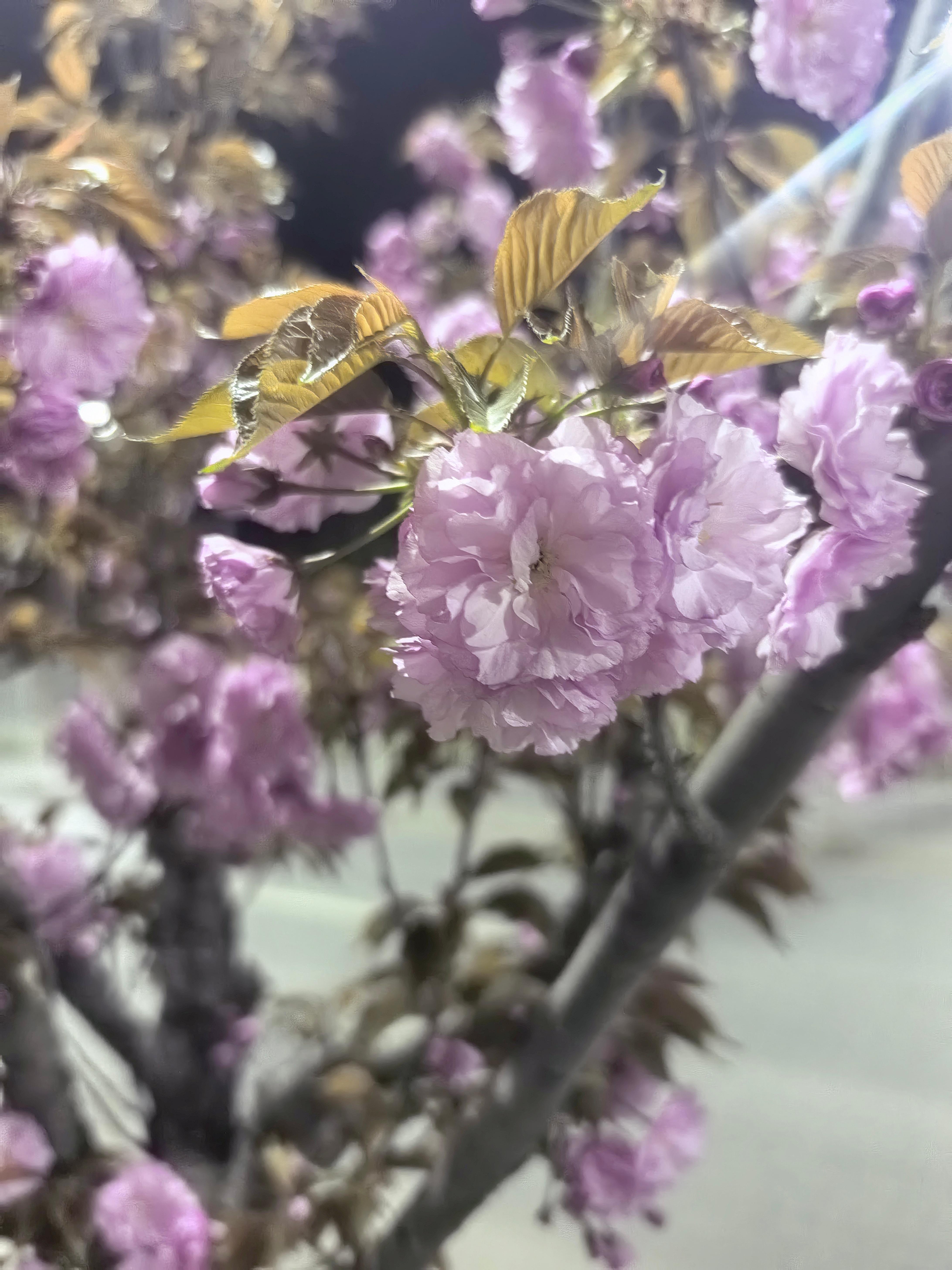 昨晚晚饭过后出去散步，被路上的吸引真好看，看来花期要过了叶子都长出来了，拍个照片