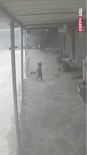 畜生就是畜生。