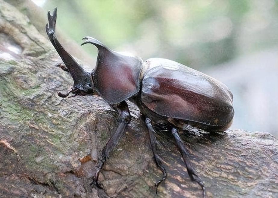 舌甲族隶属于拟步甲科、菌甲亚科，世界范围内已发现11个属276个种，主要分布于枯