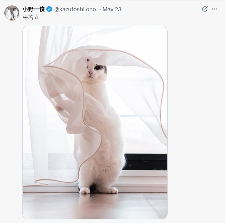 很会拍猫猫的那位主人又借着窗帘出神片啦！超美丽的！和之前一位推主拍的可爱芭蕾猫猫