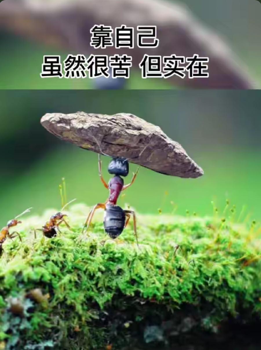 人不会天生就懂得凡事依靠自己，往往是经历几件寒心事后，才猛然醒悟：能兜底人生的，