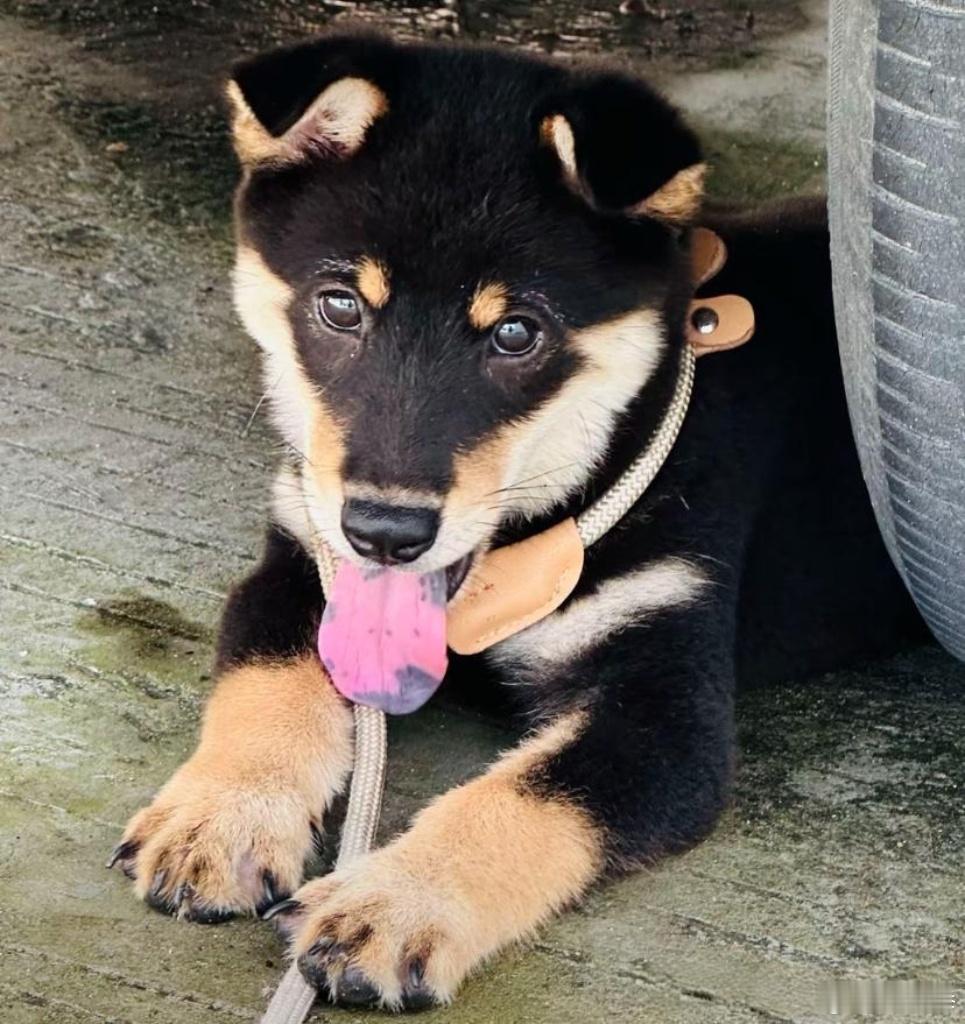 中华田园犬（土狗）已正式被广州移出危险犬种类名录。该通告自2025年1月21日起