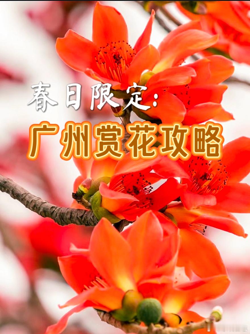 🌸 3.8女神节 | “花城”广州，春日限定赏花攻略！🌿三月春风起，木棉映红