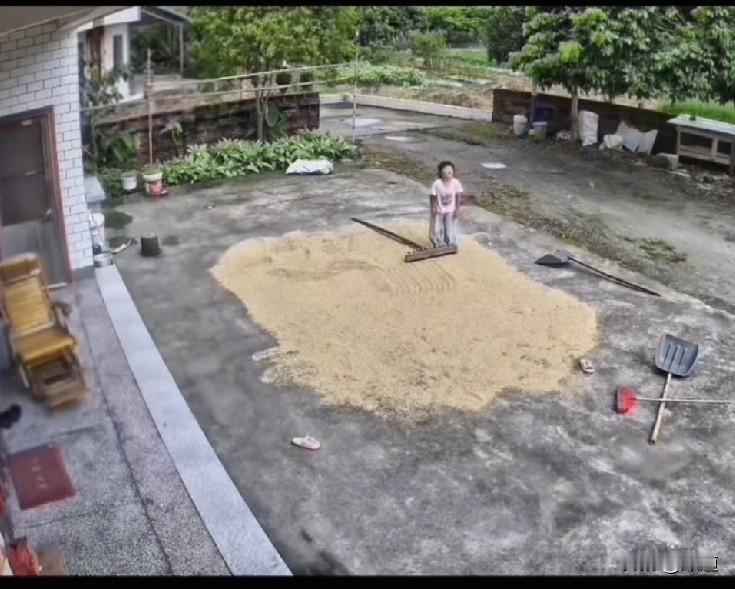 哈哈这帮小伙伴也太友爱了。
天眼看就要下雨了，院子里晒的稻谷，5岁女儿急的哇哇哭