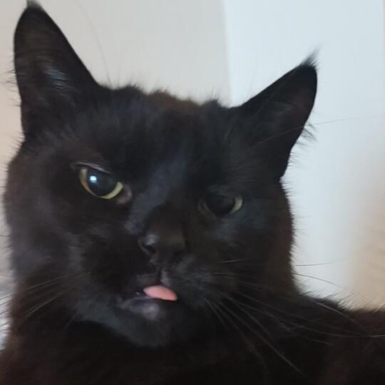 我猫好可爱啊啊啊啊