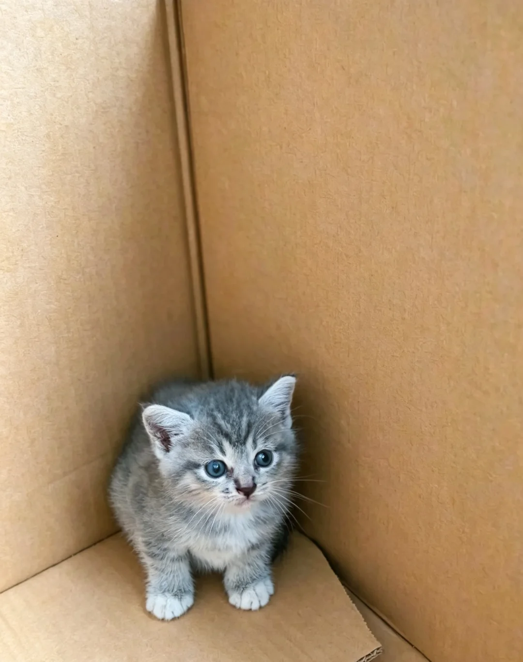 猫咪征集名字！