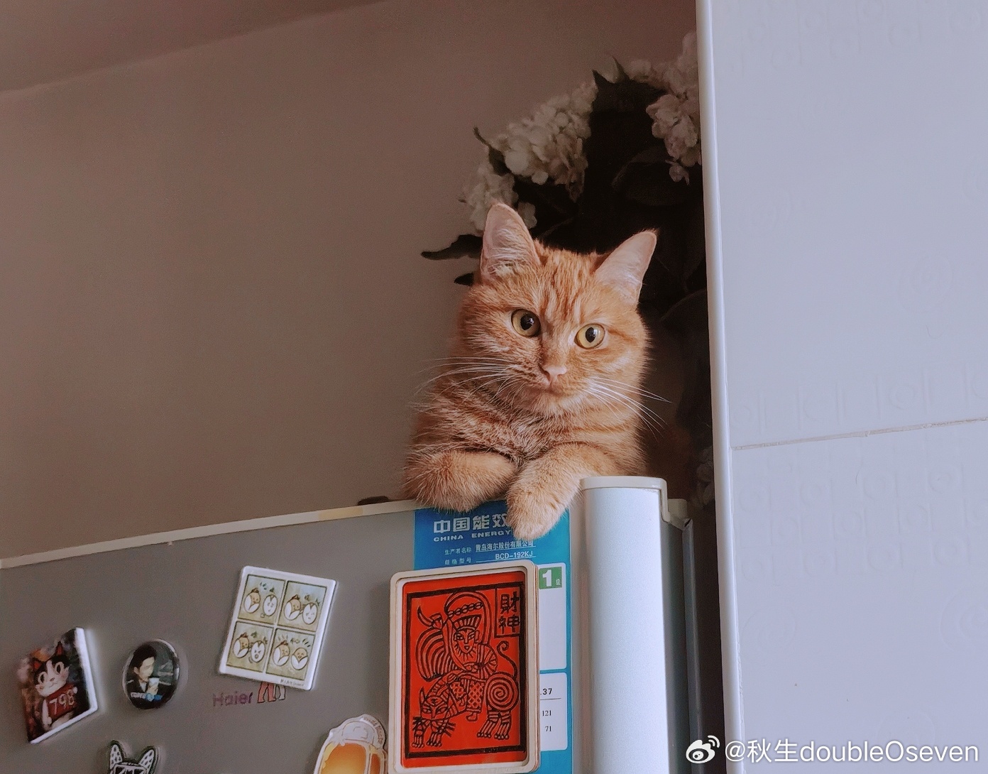 苹果喵喵 果姐学会了邪魅一笑，不油腻的那种！