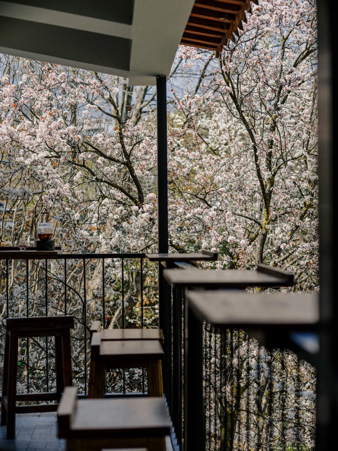 大理这么美的地方！没人！独享！