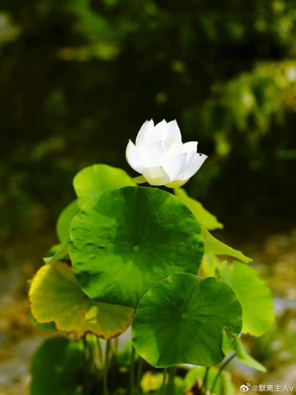 静渊赋·默斋主人原创骈赋夫玄潭凝邃，隐蕴天机；默化潜渊，暗藏坤纽。吐语则真元易涣