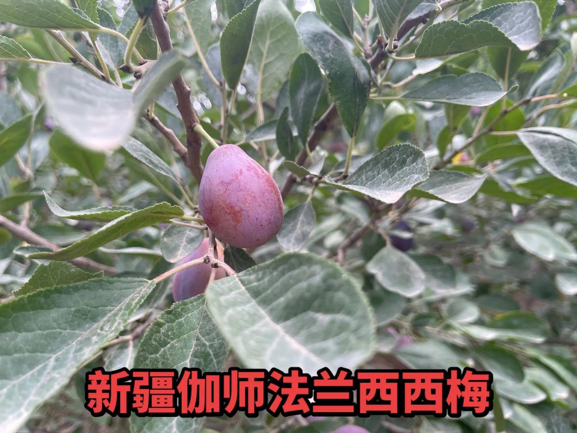 伽师法兰西西梅进入倒计时！