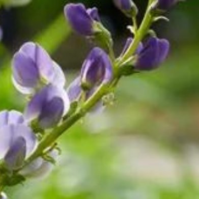 银叶靛（澳洲赝靛）多年生宿根冷门花卉，灰蓝色叶片，穗状淡紫花，国内苗圃几乎没有货