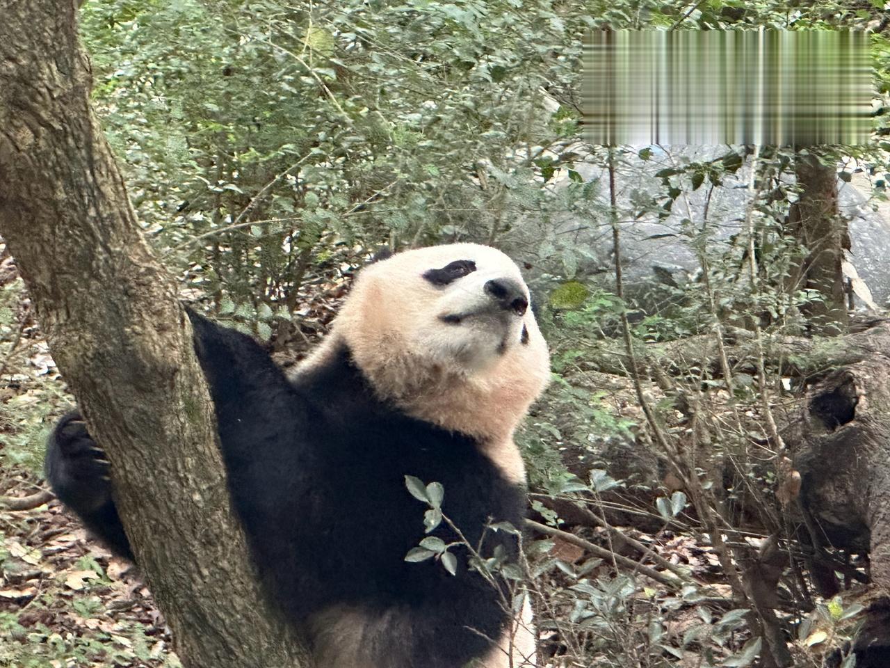 热爱熊猫患者
今日表示满意
照片也没几张
但是必须分享
我们的国宝🐼是最可爱的