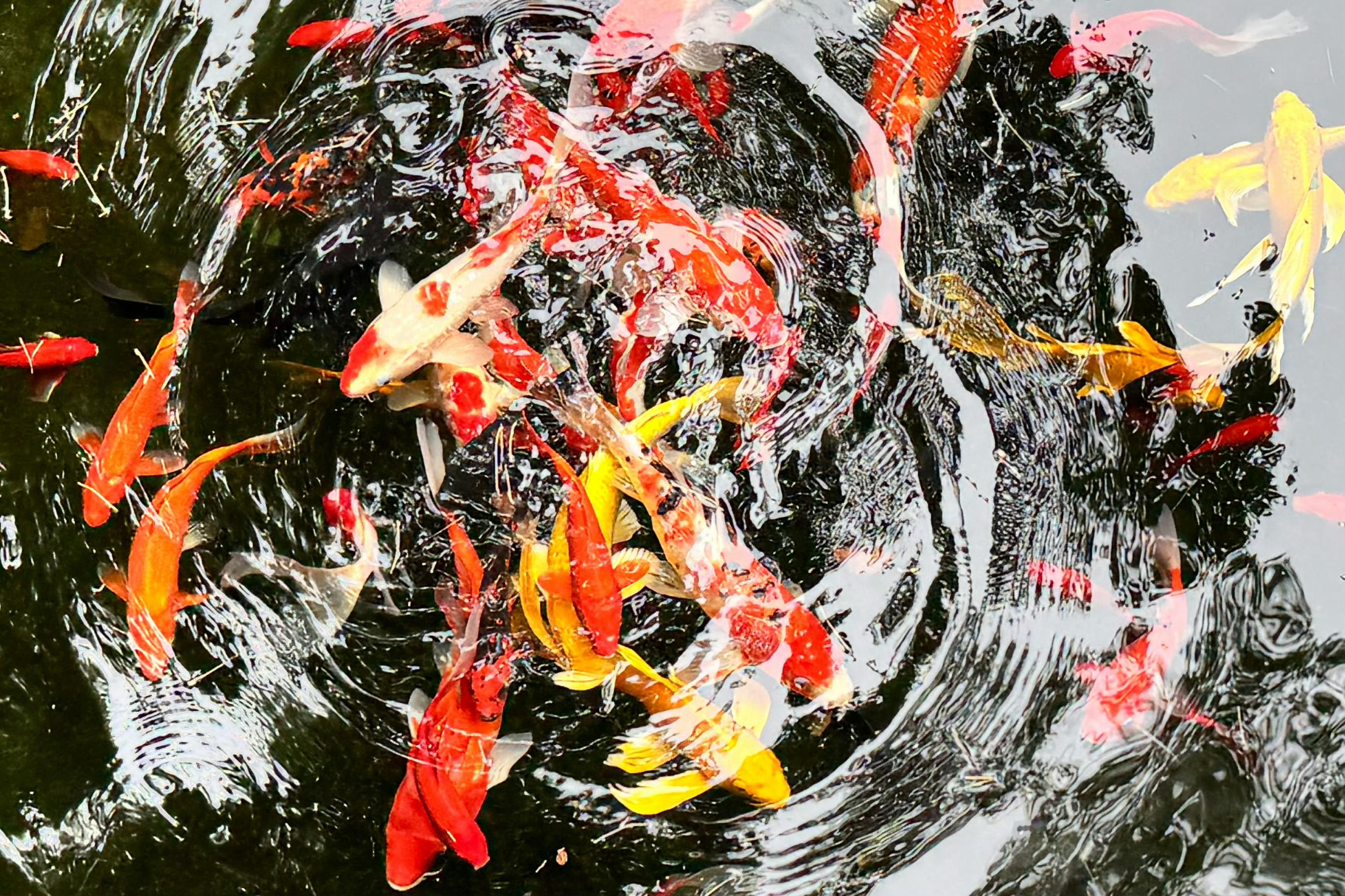接一个好运，今天做什么都顺