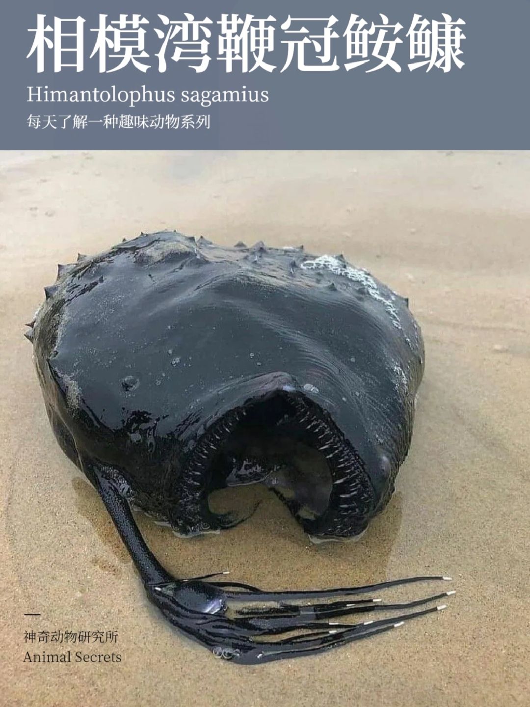 每天了解一种趣味动物👀相模湾鞭冠鮟鱇