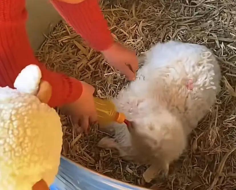 万万没有想到，一只出生仅10天左右的小羊羔，凭借老戏骨演技走红网络！

这只出生