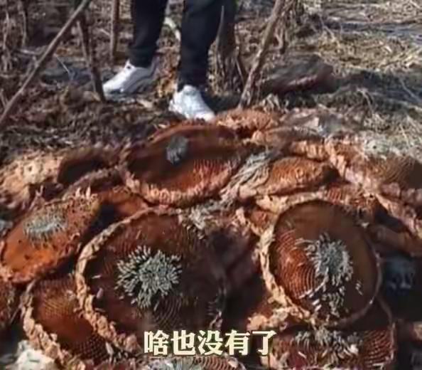 11月14日，呼和浩特市新城区公安分局发布警情通报：近日，新城区公安分局接群众报