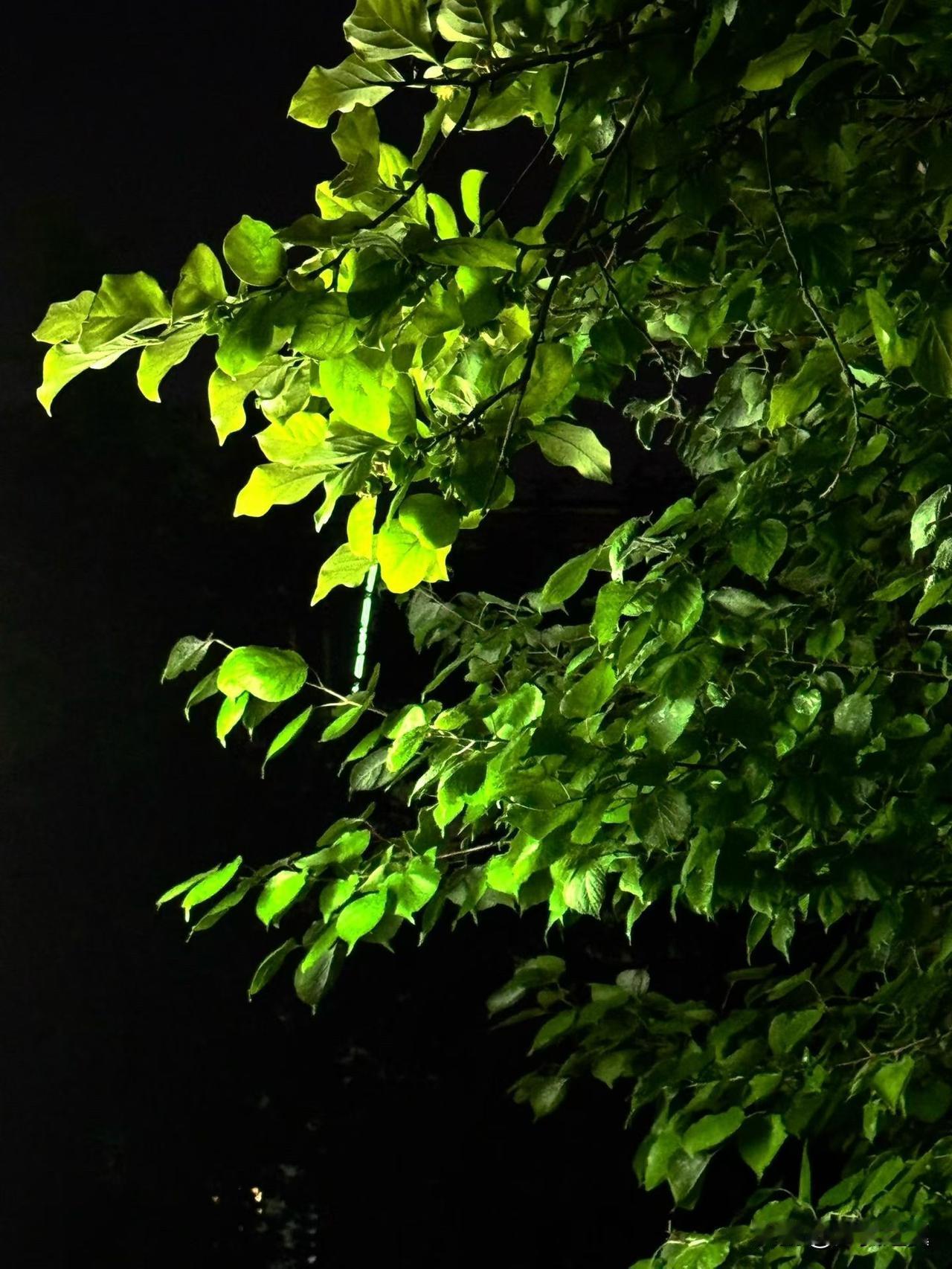 【小对联】
上：油价；
下：……？