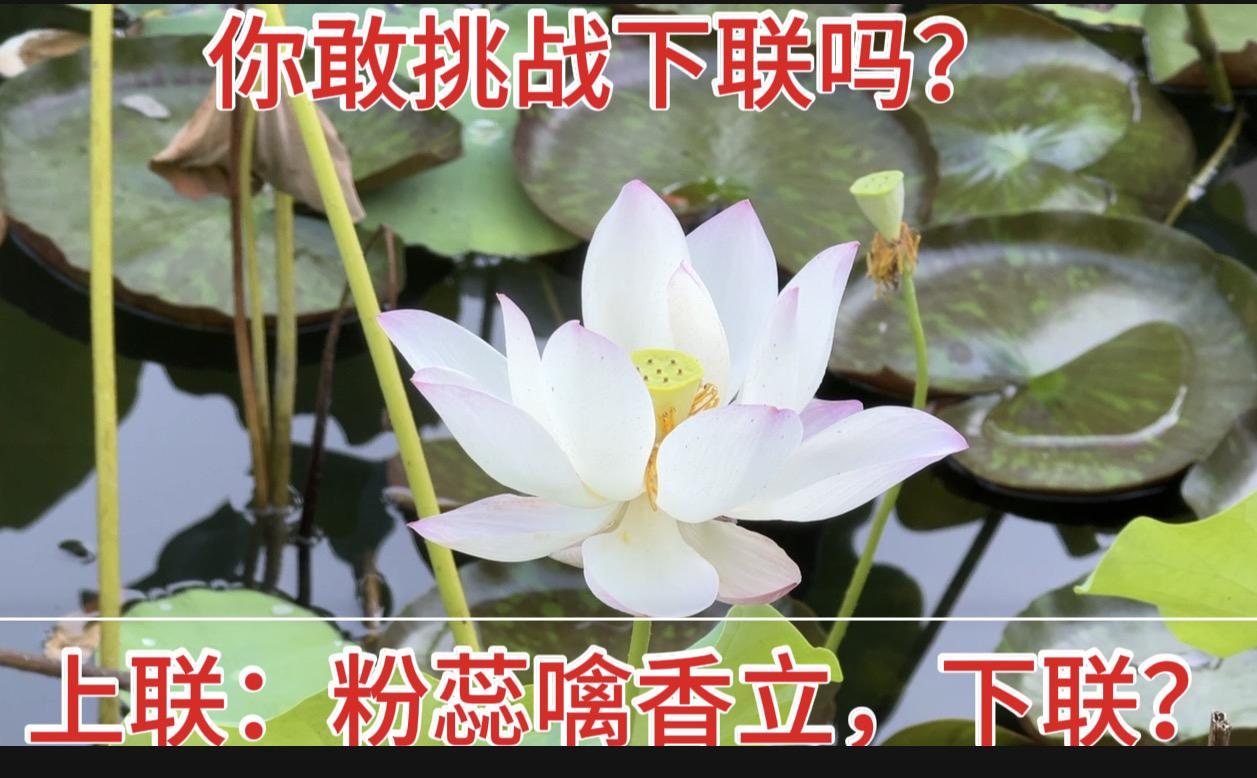 上联：粉蕊噙香立，看谁能对出满分下联！
友友请邀对下联 
荷花对联带定位晒今日生