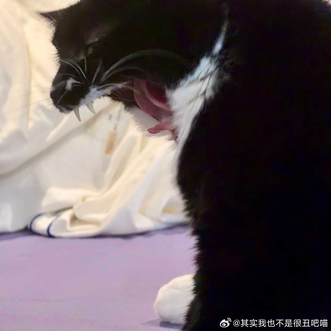 49855【丑猫】这是要吃了谁 