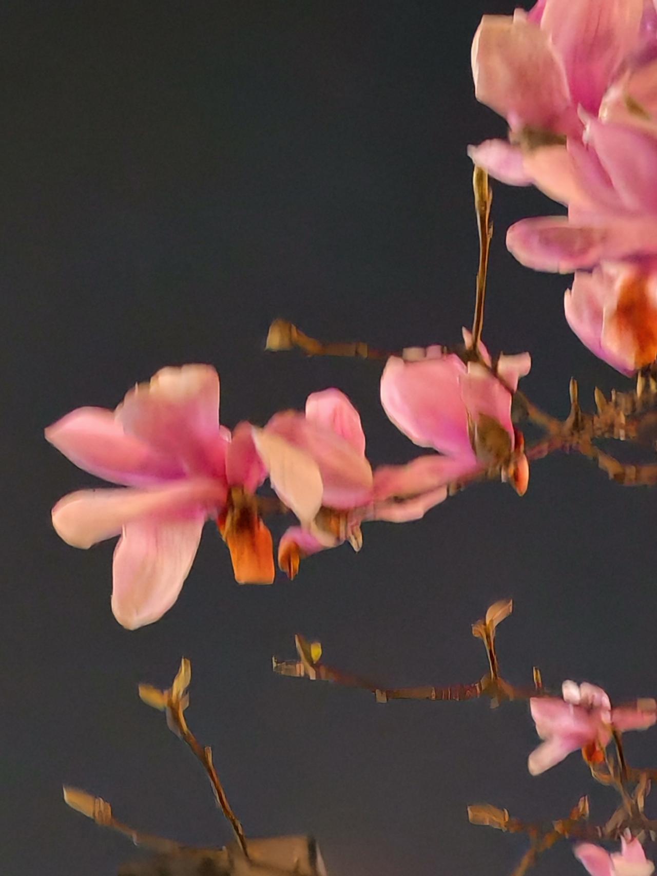 分享一张花开的照片芜湖的郁金香开了，满树繁花在夜色中摇曳。