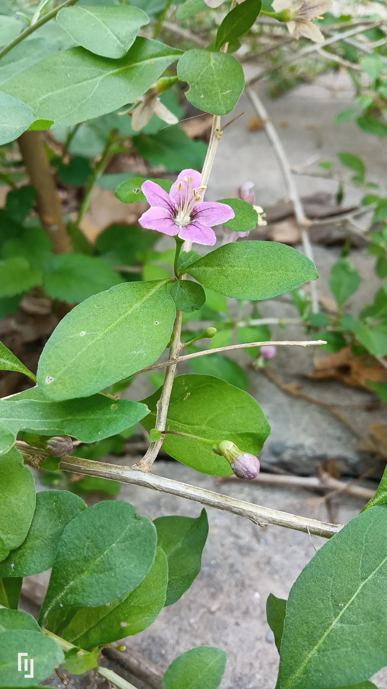#分享一张随手拍的花。#
野花一芳美