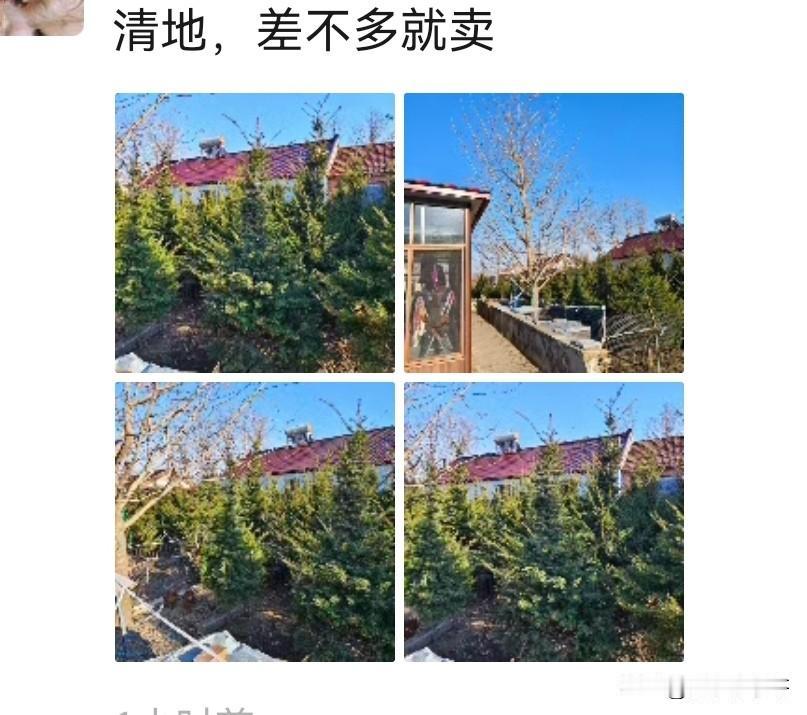 丹东凤城红旗镇是有名的苗木基地，只是今年农村卖树苗也挺难，曾经红极一时的红豆杉也