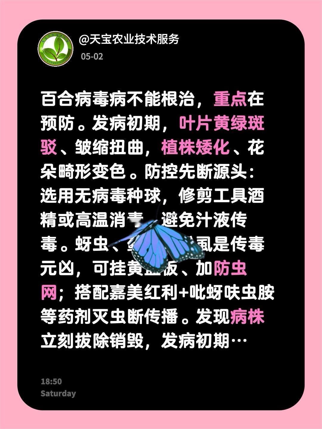百合病毒病一定及早预防！我评论了@天宝农业技术服务 的作品：
百合病毒病不能根治