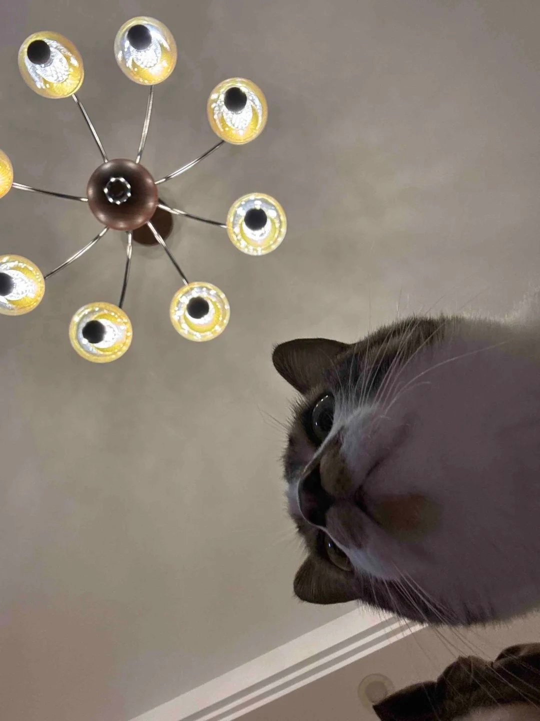 签到签到签到签到今天老公好帅，小猫猫也很乖           