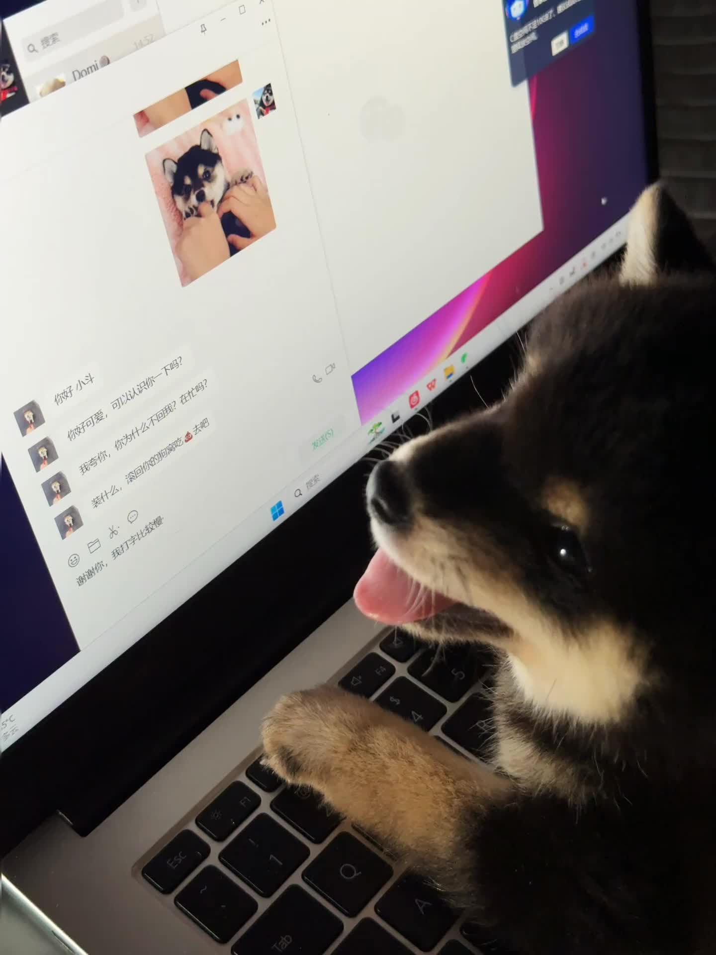 我只是个爱你的笨蛋