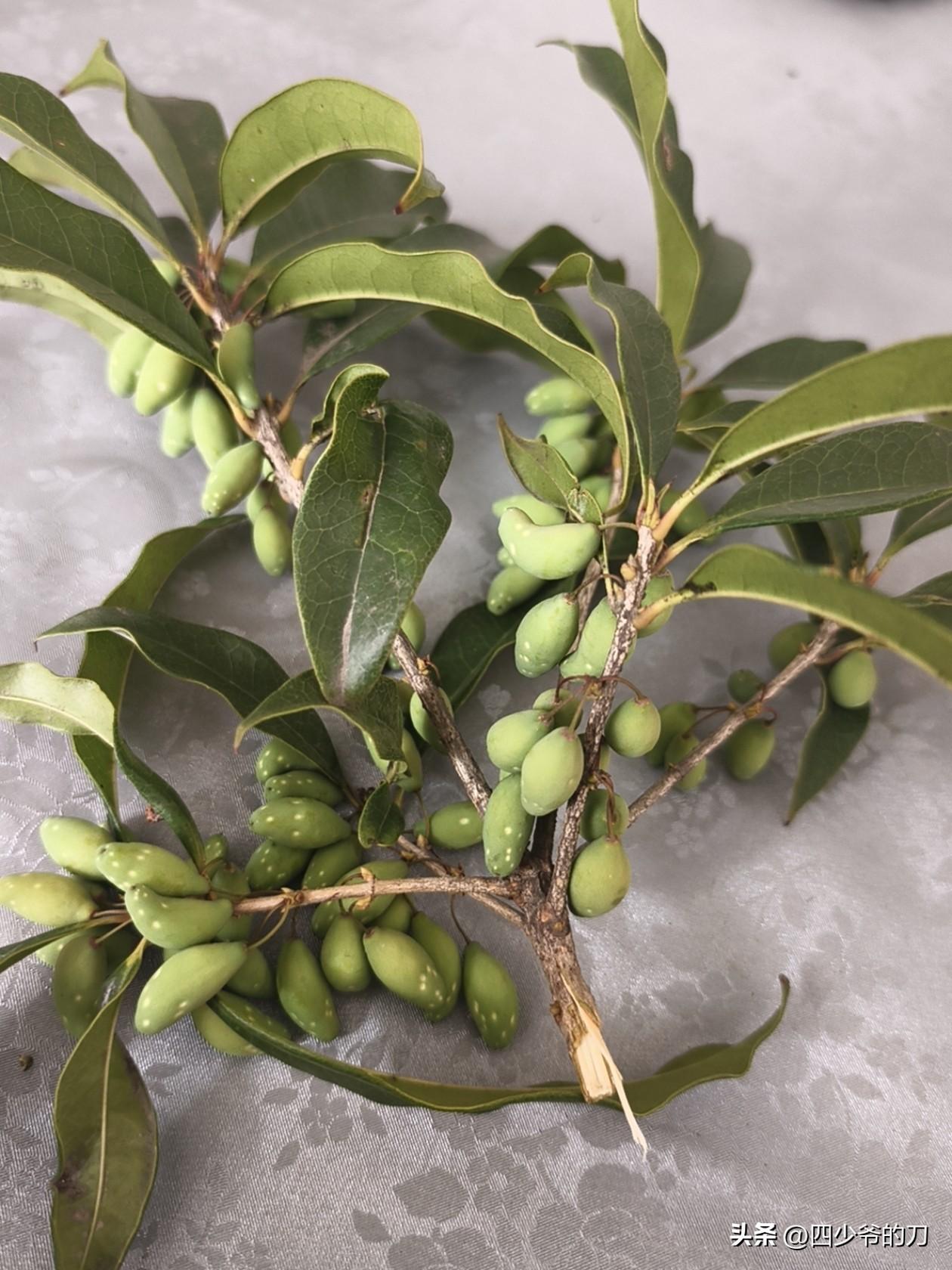 桂花竟然还长果实，我真是孤陋寡闻了。
一直以来我都以为桂花只开花，从来没注意过这