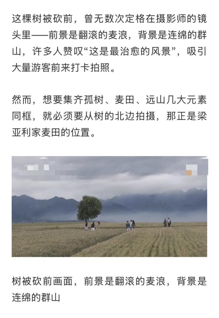 网红树被砍后，打卡的人反而更多了？
西安白庙村麦田里的“孤独树”，原本是治愈无数