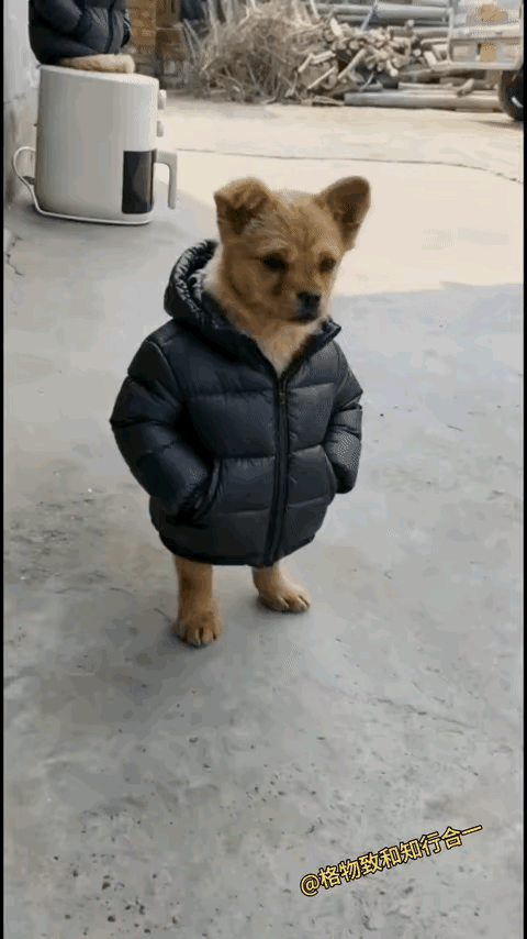 唉呀妈呀，狗子太有范儿了，真像个老干部！[赞][捂脸]

某户人家，养了一条大黄