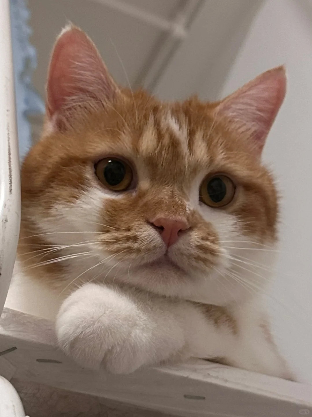 动物奇遇记动物奇趣  铲屎官亲完左边亲右边，还狂啃咪的脸😤 事后就给三分之一喵